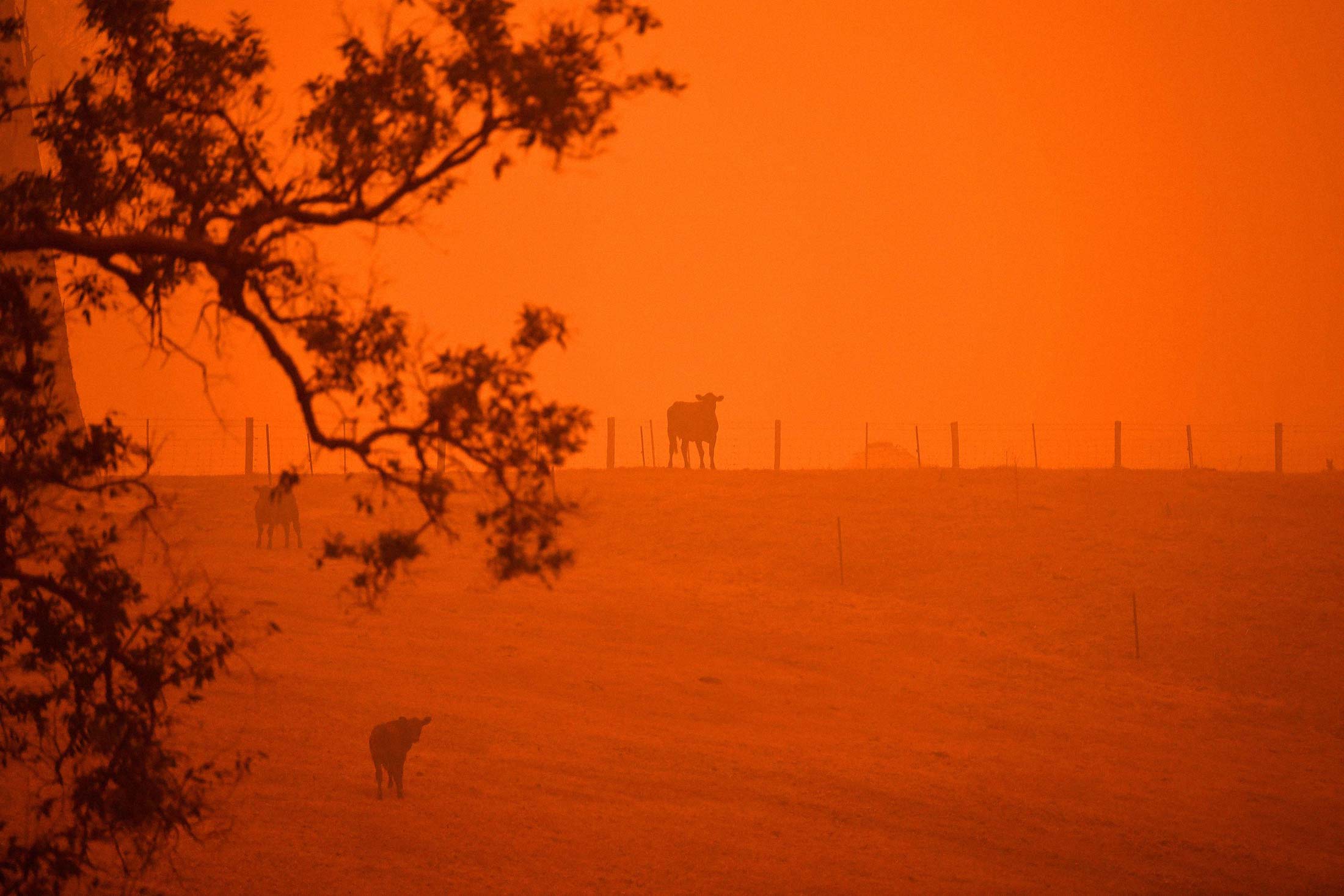 A sky reddened by bush fires in New South Wales.