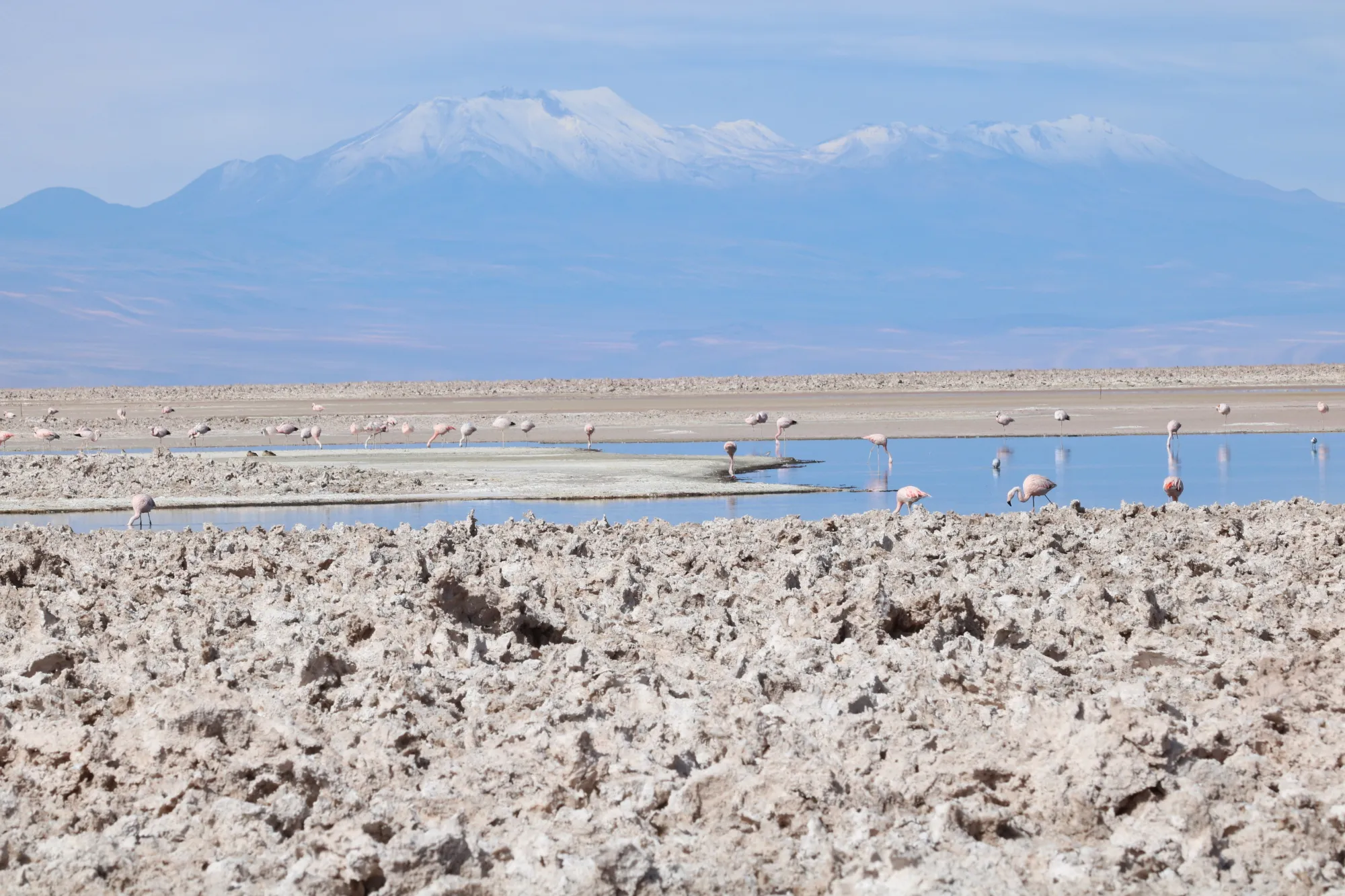 Flamingos feed in the Tebenquiche lagoon at the Atacama salt-flat in San Pedro de Atacama, Chile.