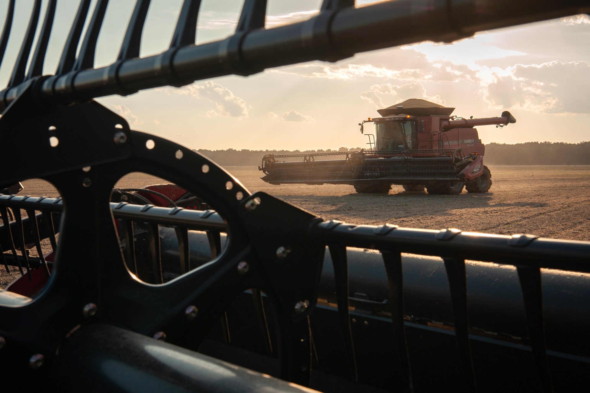 Workers harvest soybeans in Pace, Mississippi.