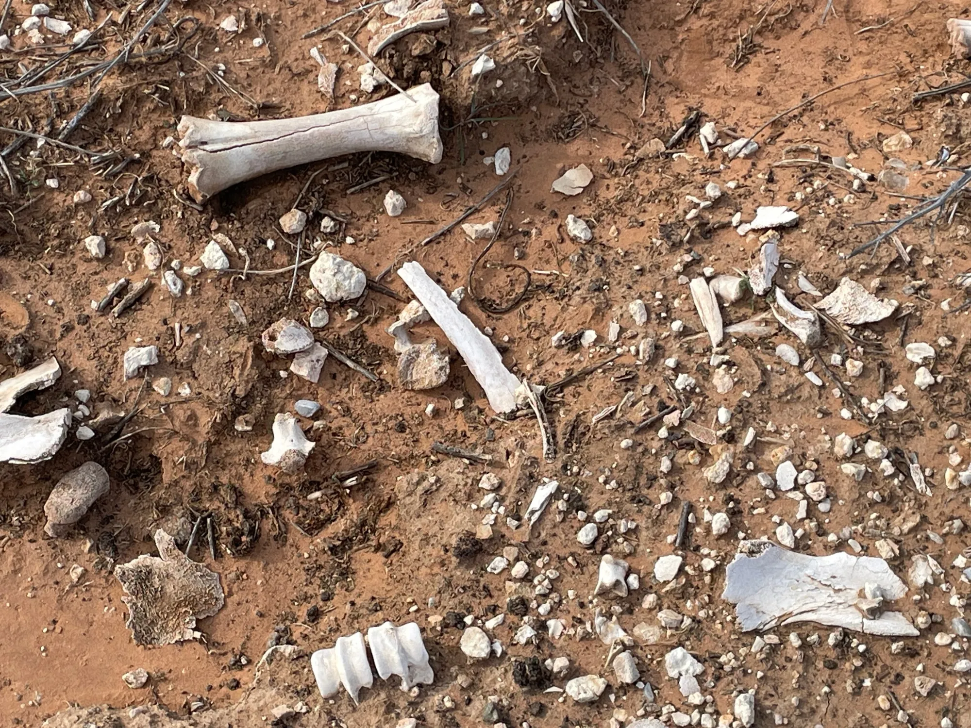 Bone fragments from the Schaap’s cows surface to the top of a now-covered PFAS containment trench as their tissues decompose. It’s all that’s left of a once 3,600 herd.