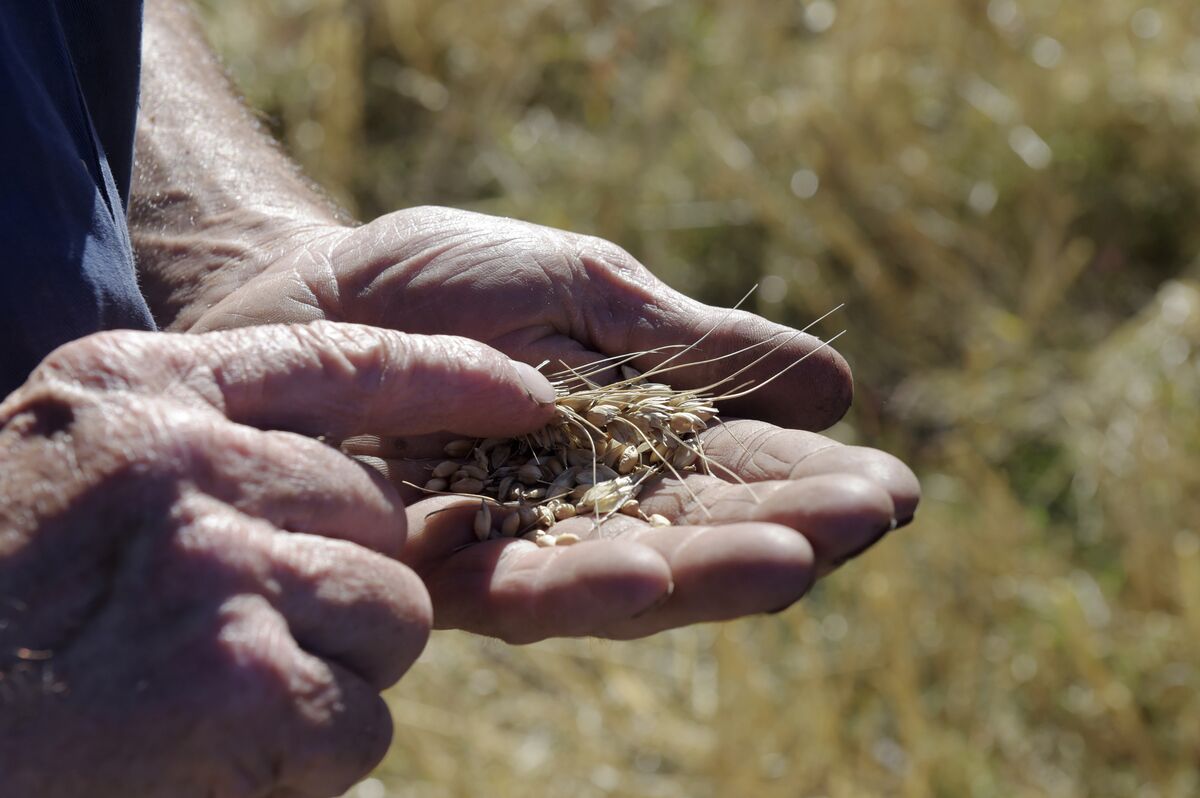Dry, Hot Summer Threatens Grain Crop in Top Australian State
