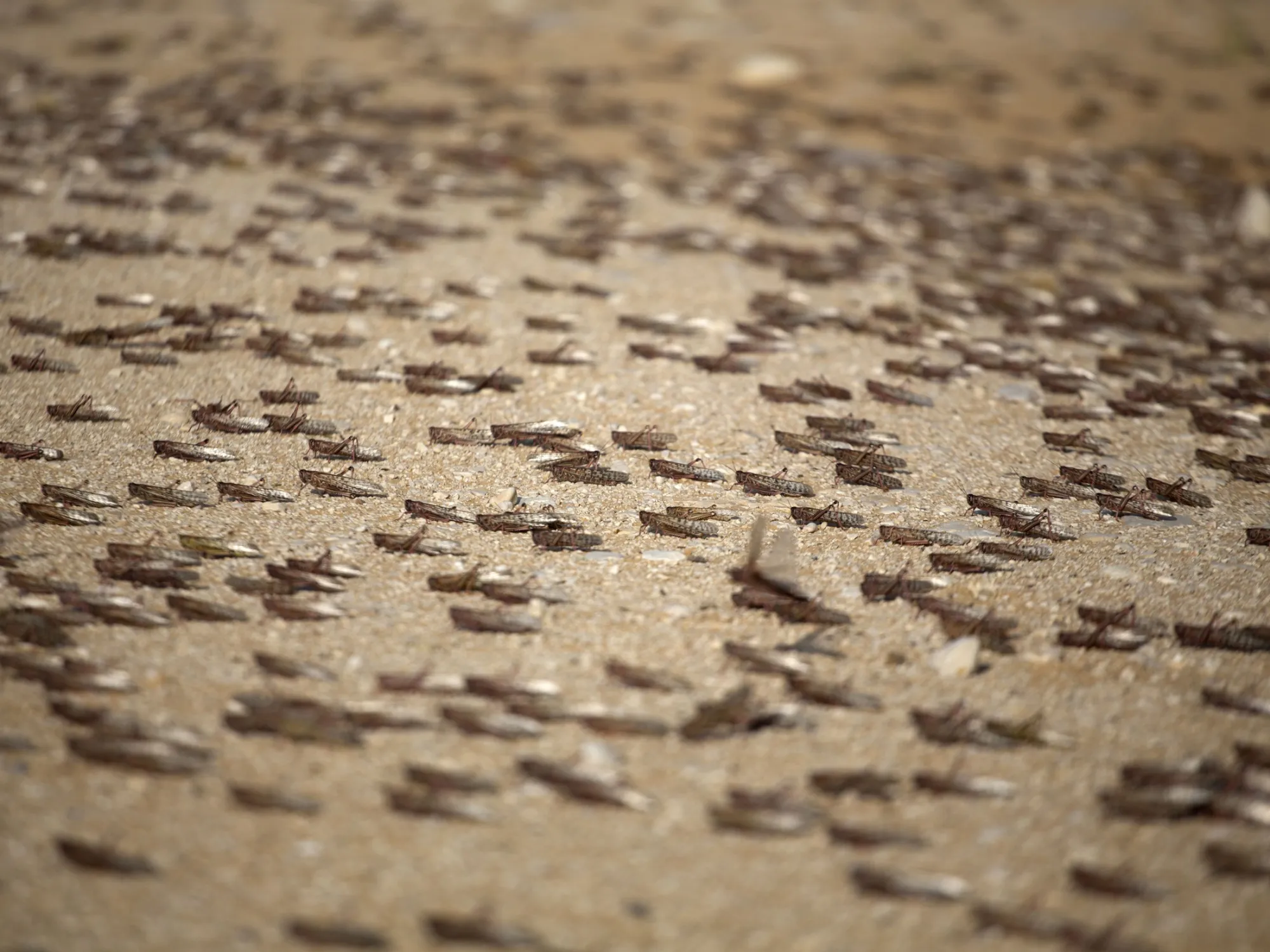 ISRAEL-ENVIRONMENT-LOCUST