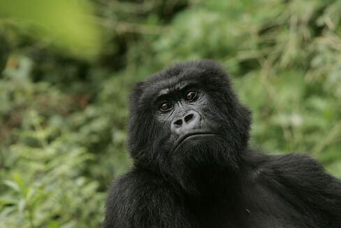 1473039606_eastern gorilla