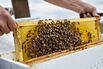 Honey bees honeybees