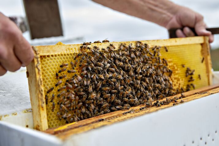 Honey bees honeybees