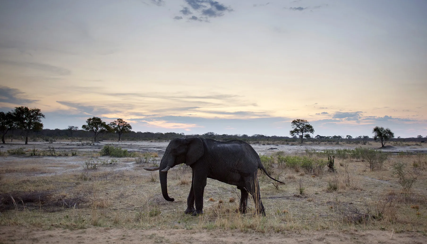 An elephant in Zimbabwe’s Hwange National Park.