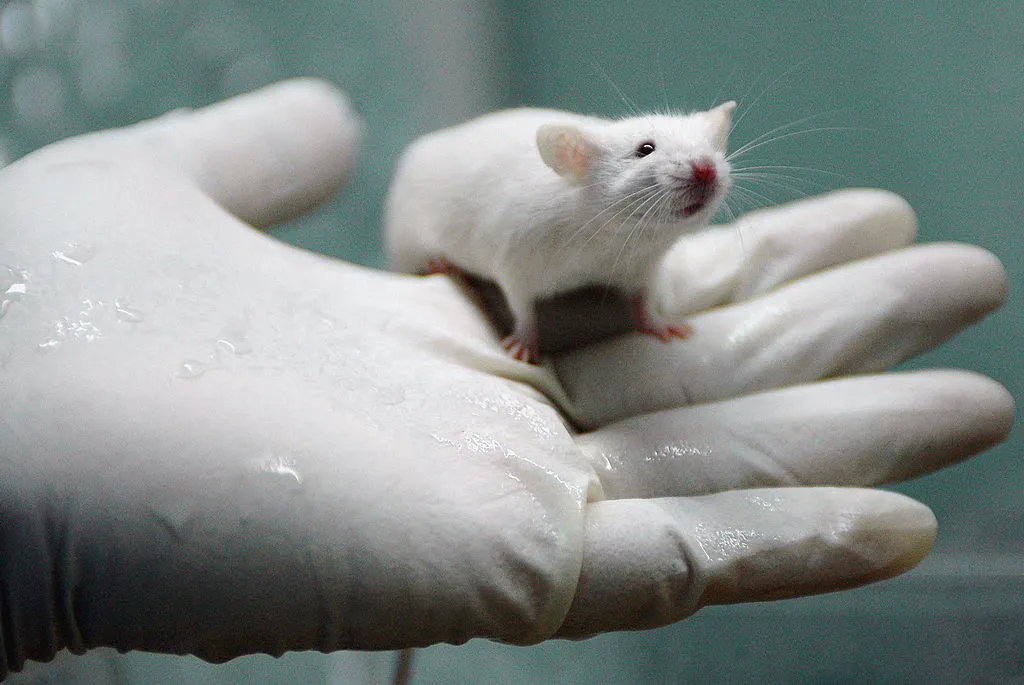 This case didn’t work out so well for the rats, either.
