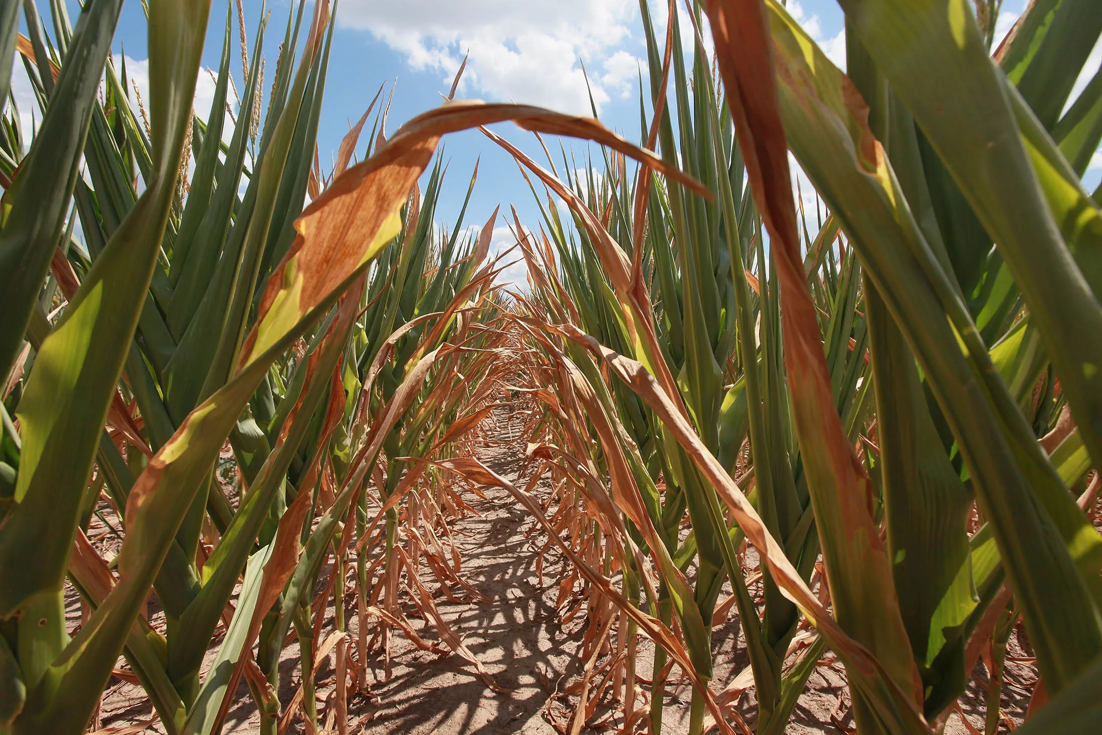 WALTONVILLE, IL - JULY 16: Drought-damaged corn growns on the farm of Jerry Kitowski on July 16, 2012 in Waltonville, Illinois. The Illinois Farm Bureau says the state is experiencing the sixth driest year on record. Illinois is the nation's second largest producer of corn behind Iowa.
