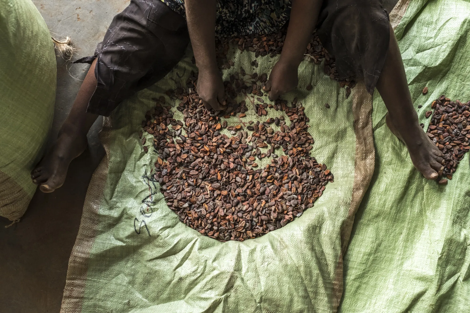 A worker sorts cocoa beans at a cocoa processing plant in Beni, Democratic Republic of the Congo.
