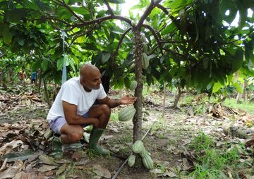 Biggest Africa Cocoa Farm Takes Shape in Central Ivory Coast - Bloomberg