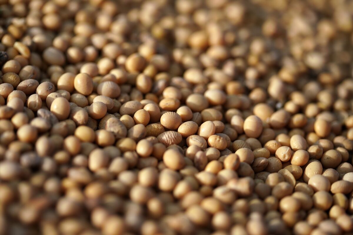 Trung Quốc tăng mạnh mua đậu nành Mỹ sau giai đoạn tạm dừng giao thương