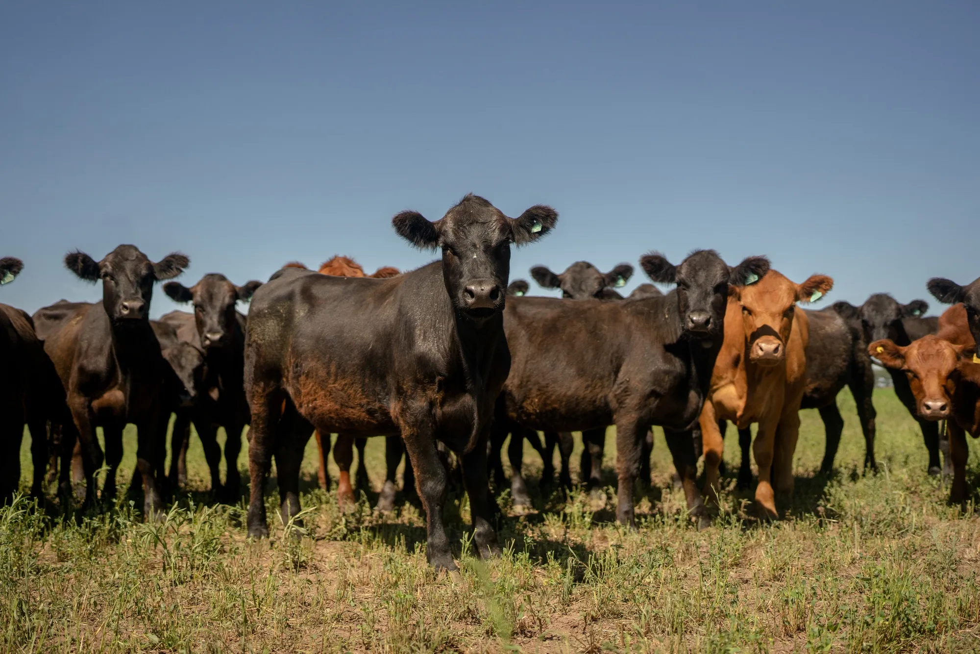 Cattle on a ranch in Rosario, Argentina.