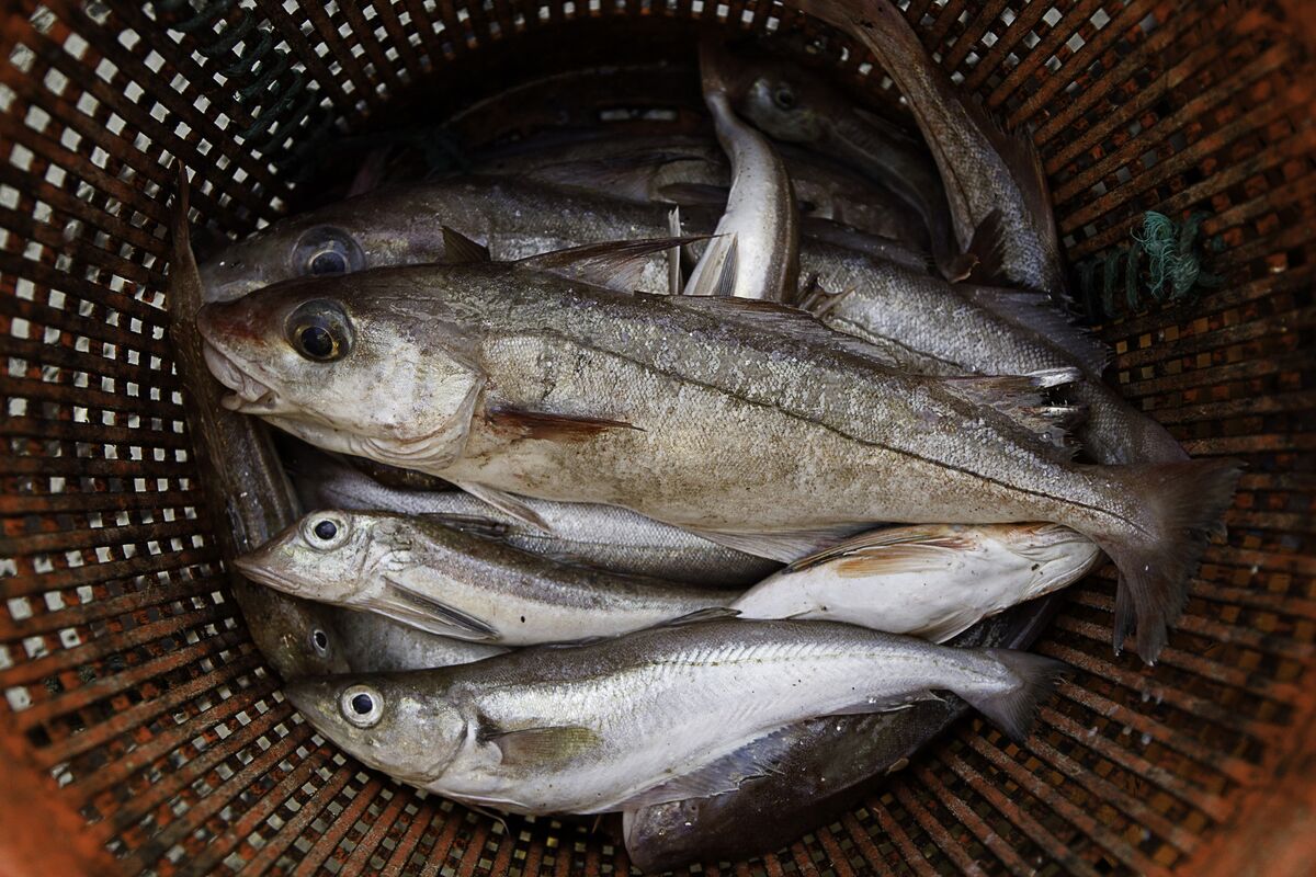Russian Billionaire Sued in Fight Over Fish With Former Partner - Bloomberg