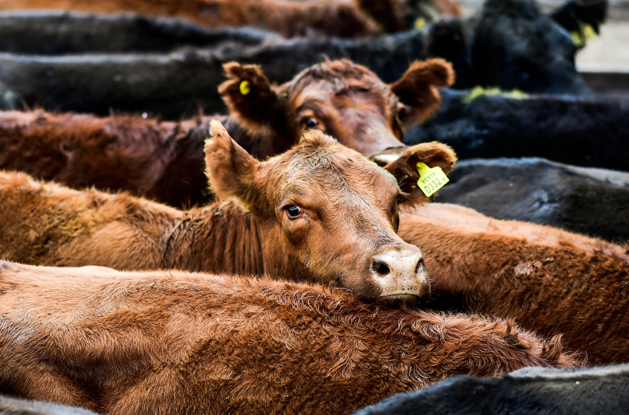 Some Tories have a beef with the Australia trade deal.

Photographer:&nbsp;RONALDO SCHEMIDT via Getty images.&nbsp;