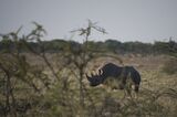 NAMIBIA-WILDLIFE-FEATURE