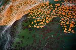 bp oil spill
