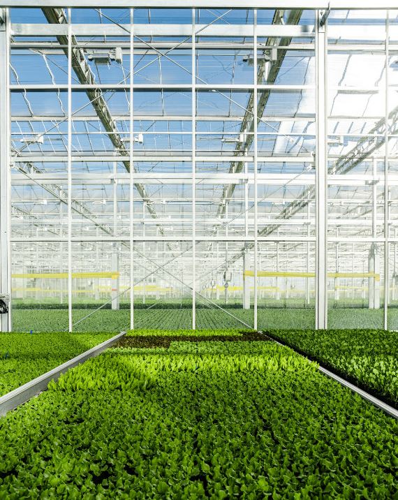 NYC indoor farming startup Gotham Greens raises $310 million