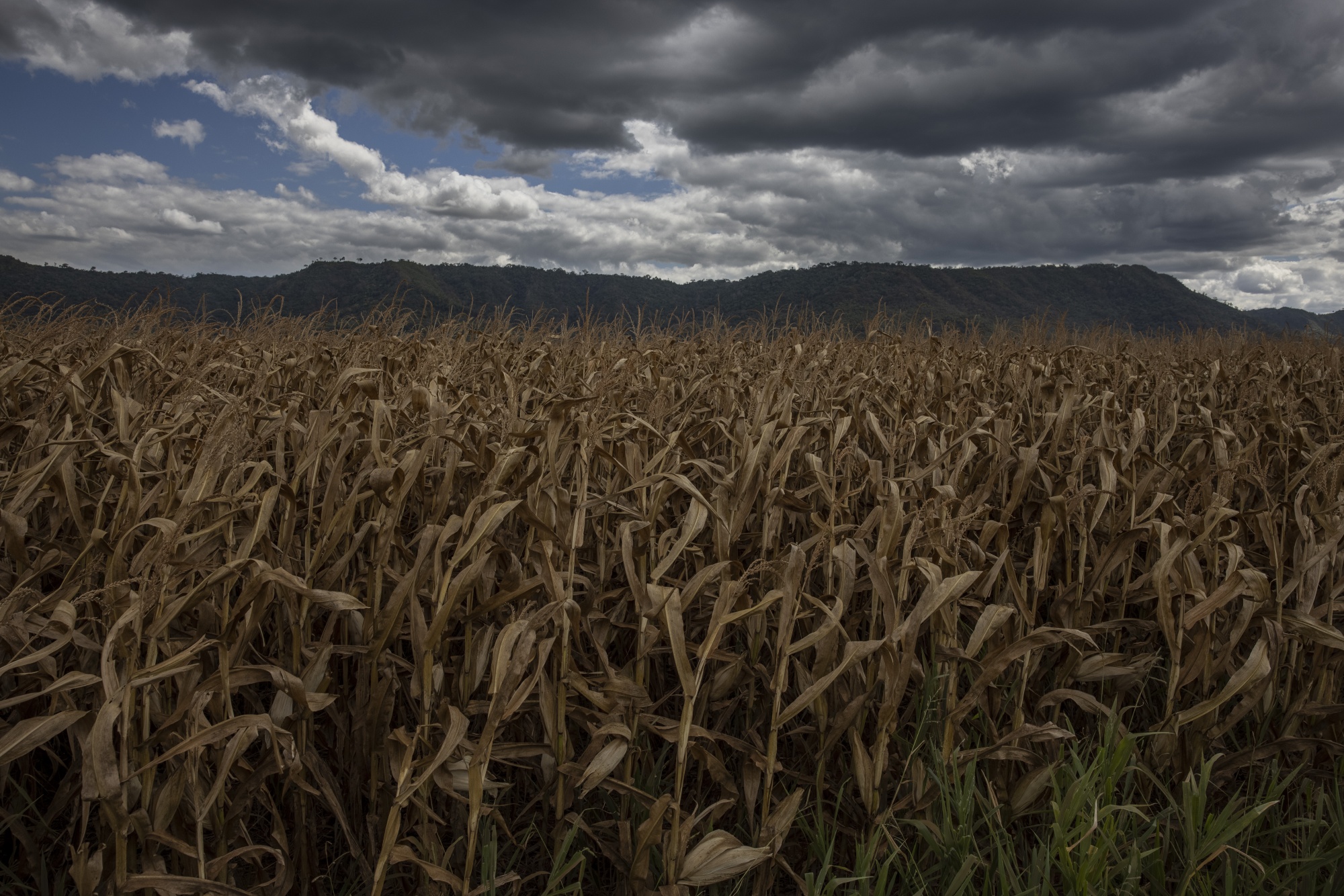 Fertilizer Company Nutrien Seeks Brazil Expansion After Flurry of