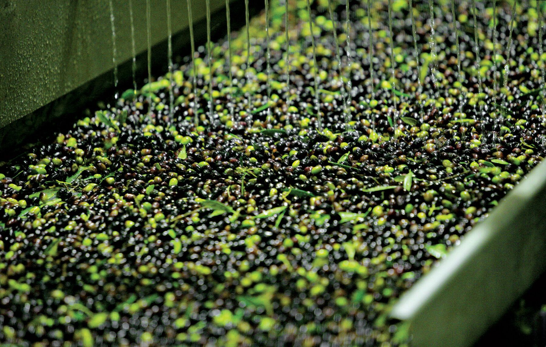 Greek Olive Oil Exports Boom as Italy, Spain’s Prices Soar Bloomberg