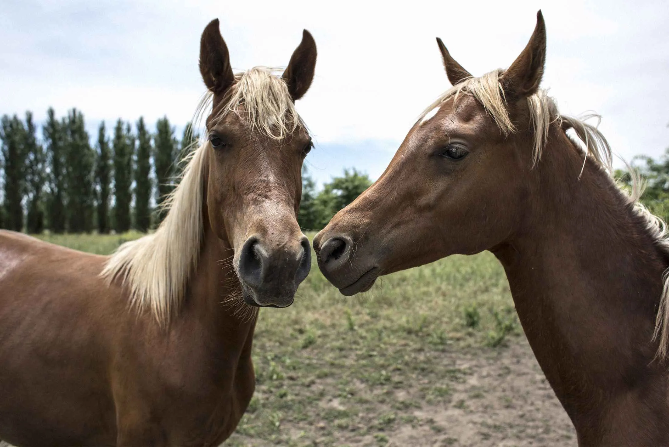 Two identical Crestview Genetics Arabian horse clones stand at a ranch in Luján, Argentina.