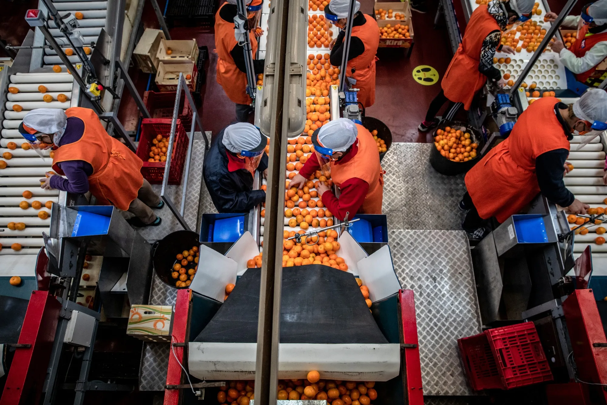 The pandemic forced farmers to reorganize to adhere to hygiene and distancing rules.