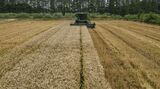 Rice and Wheat Harvesting In Shanghai 