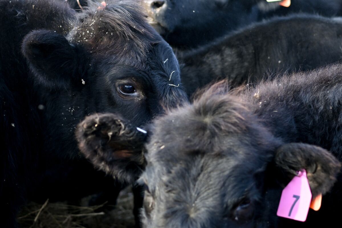 USDA Cuts Cattle Price Forecast After Tyson Shuts Nebraska Beef Plant -  Bloomberg