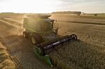 A Wheat Harvest As USDA Lowers Yield Forecasts 
