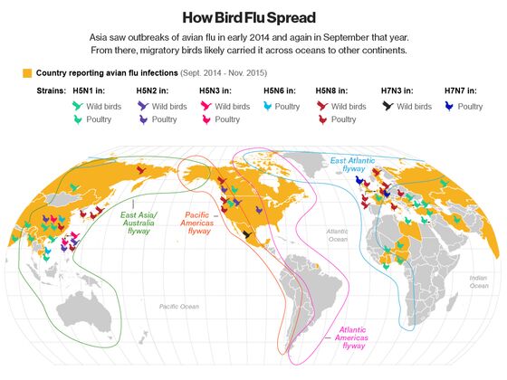 How Flu’s Mutations Threaten Birds, Pigs and Humans