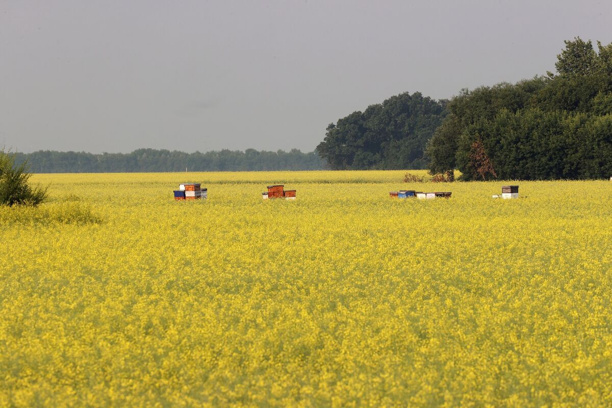 ⚫️ BLOOMBERG: Canada deluso per i nuovi dazi cinesi sulla canola, pronti al dialogo commerciale