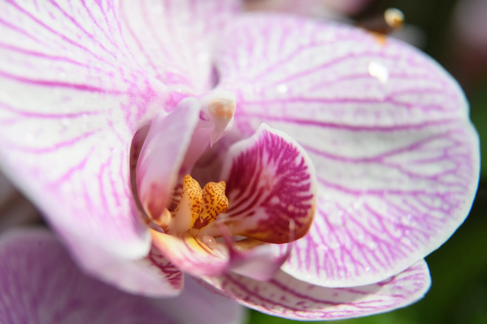 Thailand Is Throwing Out Millions of Orchids - Bloomberg