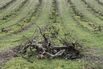 Cognac Makers Are Uprooting Vines. Dumping Supplies May Be Next