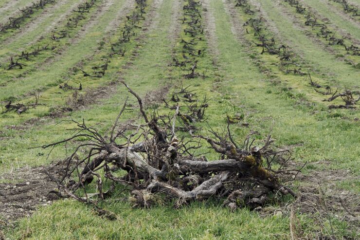 Cognac Makers Are Uprooting Vines. Dumping Supplies May Be Next