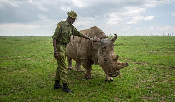 Nearing Extinction, Rare Rhinos Get Glimmer of Hope for Survival