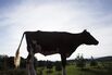 Dairy cattle cow