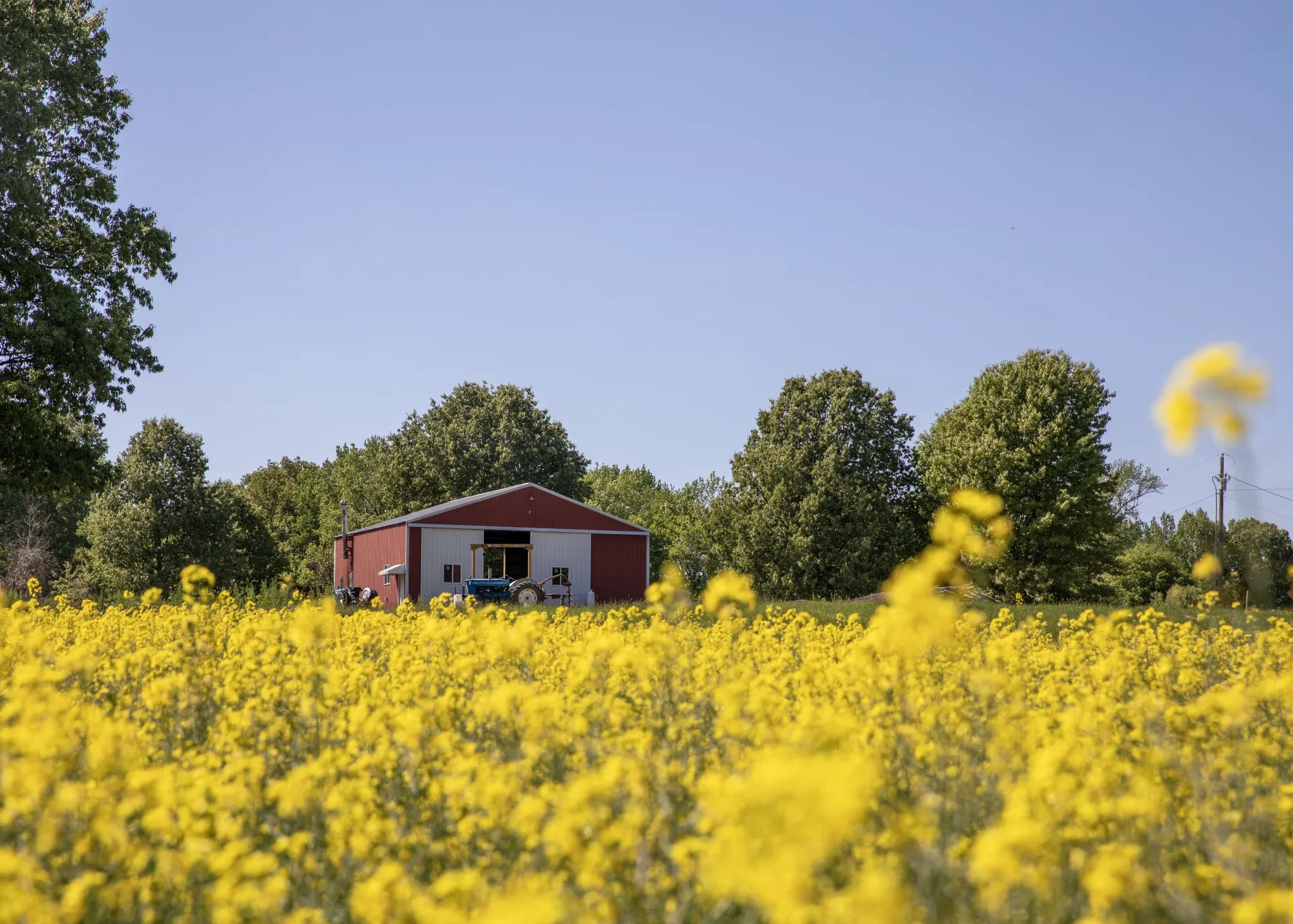 A pilot program is encouraging&nbsp;Tennessee and Kentucky famers to&nbsp;sow canola as a second seasonal crop after soy or cotton.