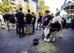 Farmers demonstrate with their cows outside the House of Representatives building in the Hague, on June 28.