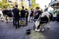 NETHERLANDS-AGRICULTURE-PROTEST