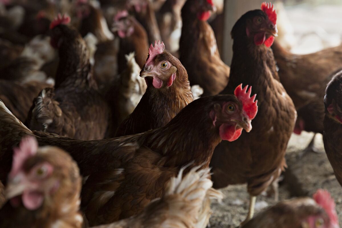 Chicken Executives Face Prison in Denver PriceFixing Trial Bloomberg
