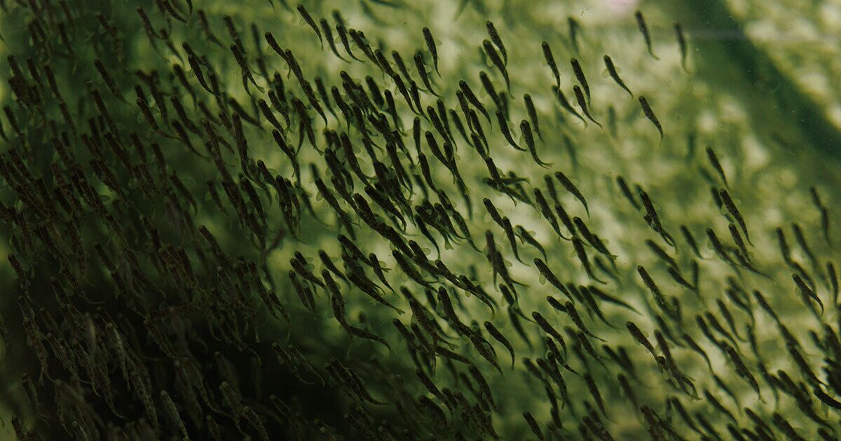 bloomberg.com - Andrew S Lewis - Salmon Farms on Land Take Aim at a $19 Billion Industry