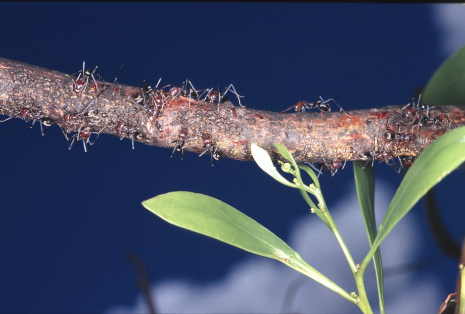 Australian meat ants feast on a tree.