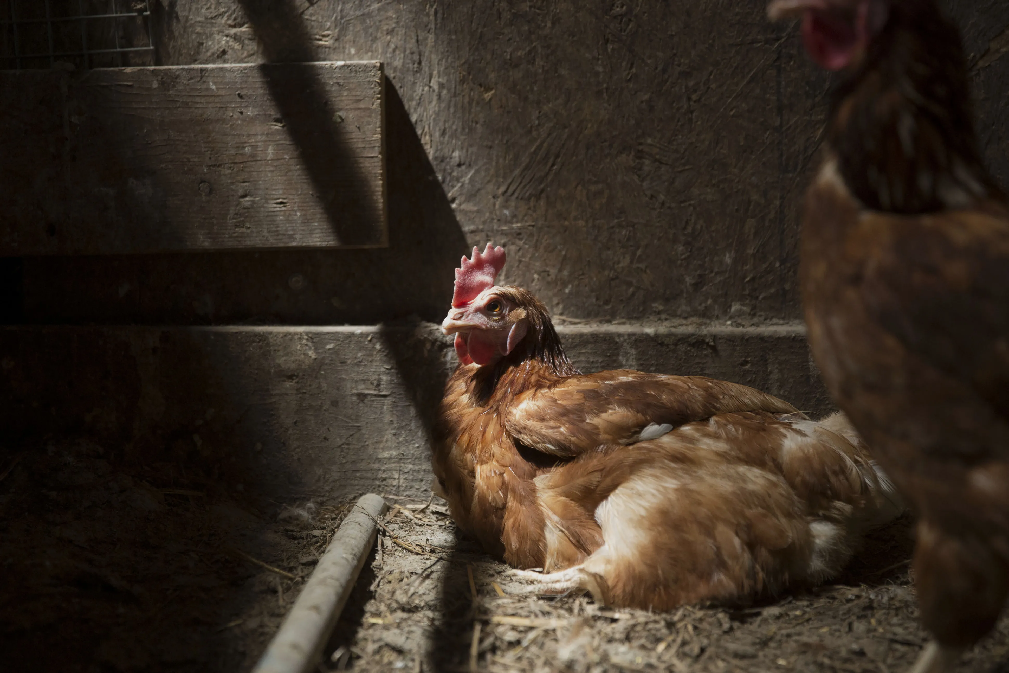 Egg Production At Organic Illinois Poultry Farm