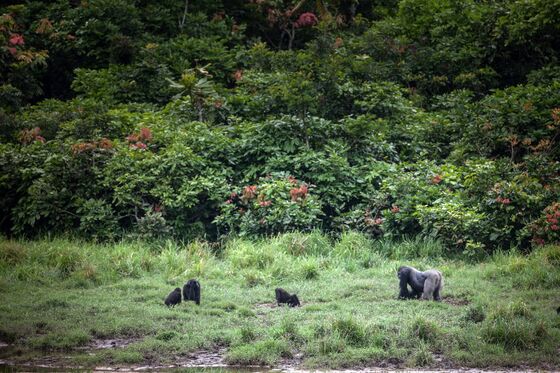 Gabon Pitches New Funding Model to Protect Africa's Amazon