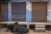India's Rural Economy Exits Full Lockdown As Modi Restarts Stalled Economy