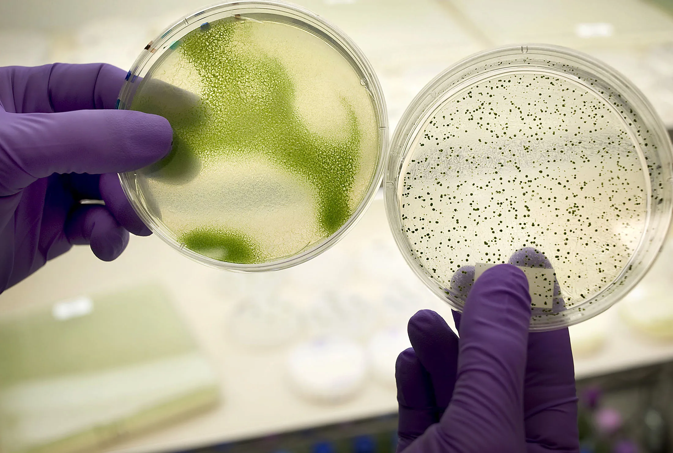 A research associate displays petri dishes with algae in San Diego, California, on March 26, 2012.
