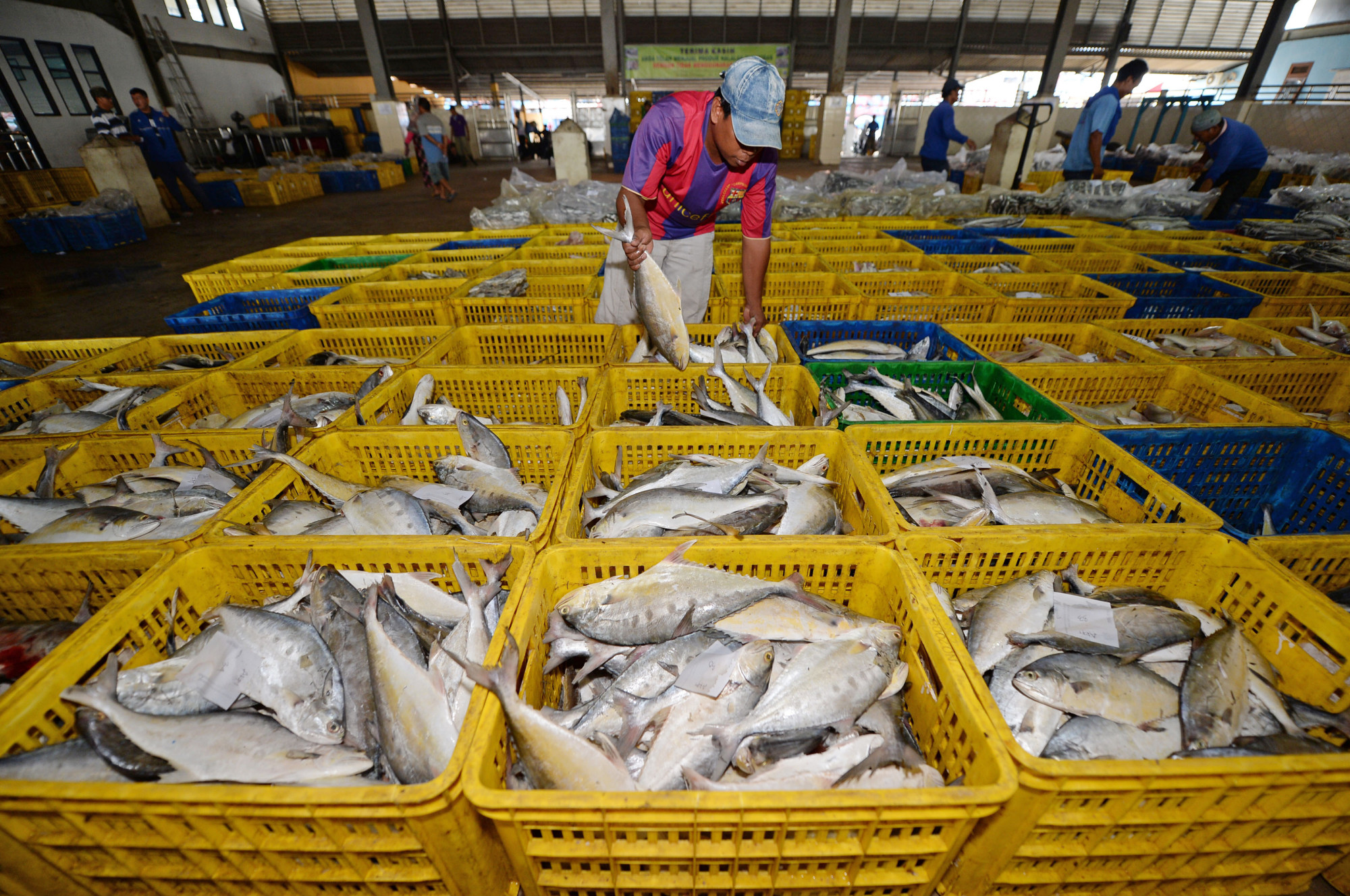 Indonesia Fish Exports Continue to China After Virus Discovered - Bloomberg