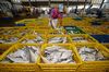 A worker arranges fish ahead of auction at the Muara Angke port in Jakarta, Indonesia.