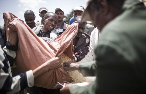 Ethiopian Barley Harvest