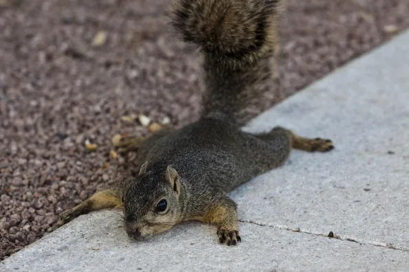 Tails are getting fatter.