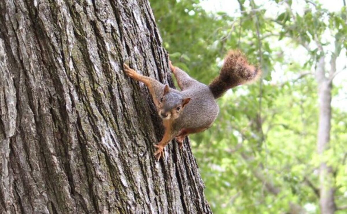 Angry Squirrels Have Recently Attacked 8 People in the Bay Area